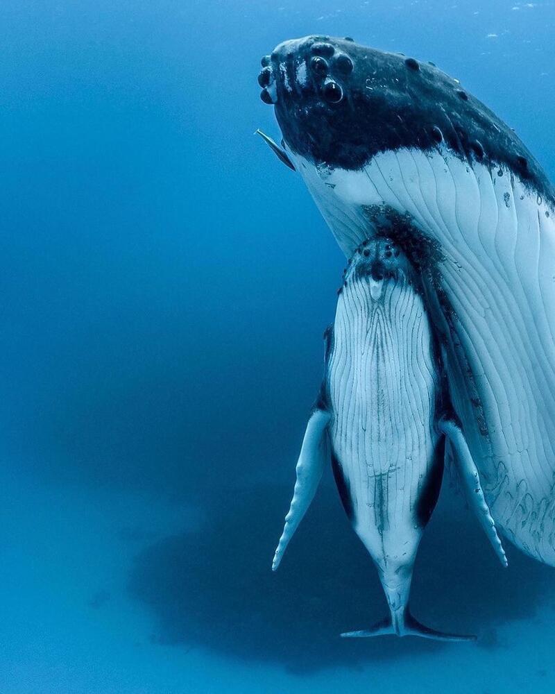 Cano Whale Dolphin — Manuel Antonio, Costa Rica