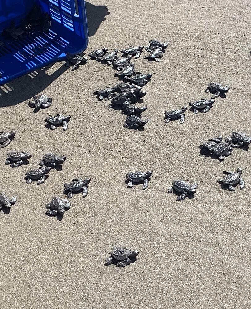 Turtle Liberation — Manuel Antonio, Costa Rica